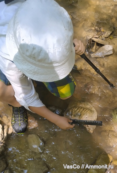 аммониты, нижний мел