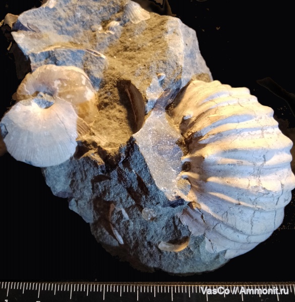 аммониты, нижний мел, верхняя юра