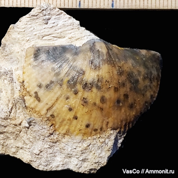 брахиоподы, карбон