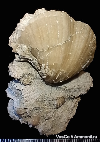 брахиоподы, верхний карбон