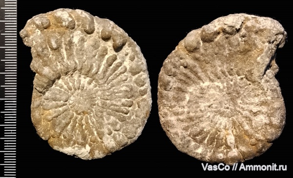 аммониты, верхний кимеридж, Hoplocardioceras