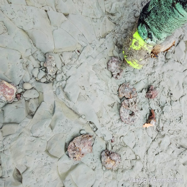 аммониты, верхняя юра