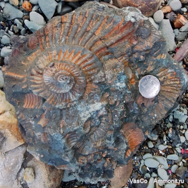 аммониты, юра