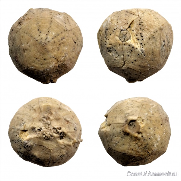 иглокожие, ордовик, Hemicosmites, Cystoidea, Rhombifera, Ordovician