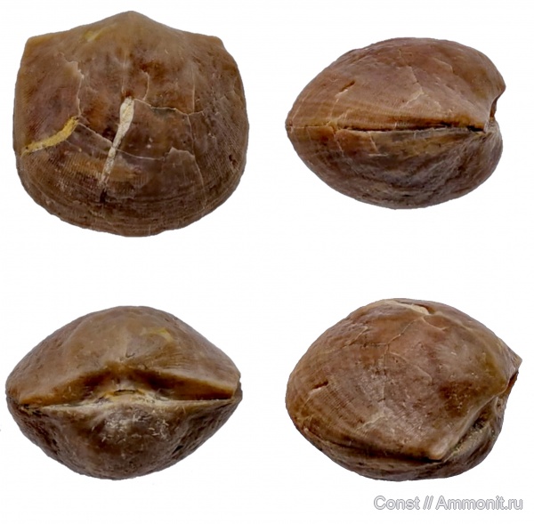 брахиоподы, ордовик, Hemipronites