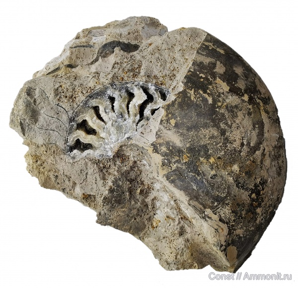 аммониты, юра, Funiferites, келловей, Funiferites funiferus