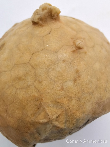 иглокожие, ордовик, Echinosphaerites, Echinosphaerites aurantium, Cystoidea, Rhombifera, Ordovician