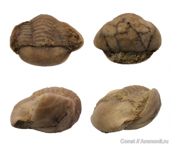 трилобиты, ордовик, Panderia