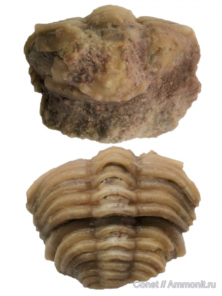 трилобиты, ордовик, Atractopyge