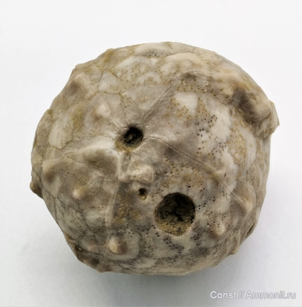 Cystoidea, Diploporita, Glyptosphaerites