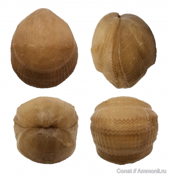 брахиоподы, ордовик, Lycophoria, Уступ нарастания