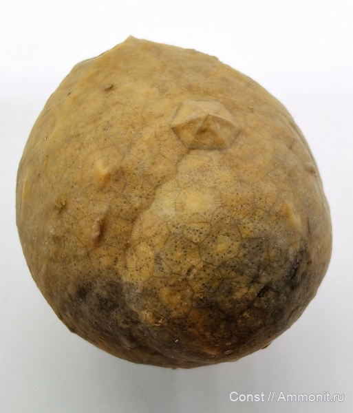 иглокожие, ордовик, Echinosphaerites, Echinosphaerites aurantium, Cystoidea, Rhombifera, Ordovician