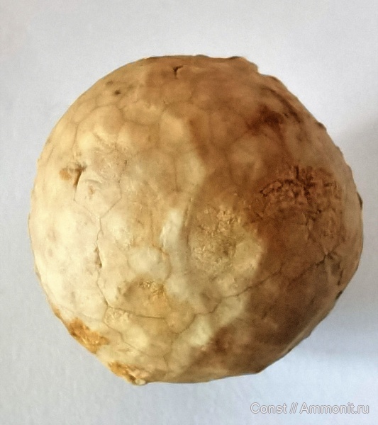 иглокожие, ордовик, Echinosphaerites, Echinosphaerites aurantium, Cystoidea, Rhombifera, Ordovician