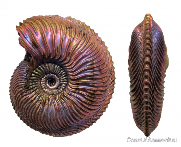 Cardioceras, Cardioceras alphacordatum