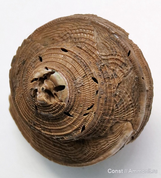 гастроподы, юра, Bathrotomaria, усоногие раки