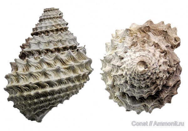 гастроподы, юра