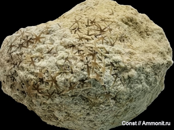 Ордовик. Губки.