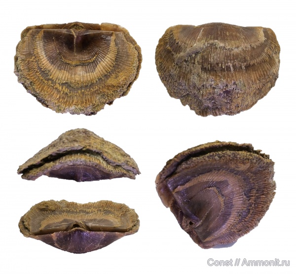 брахиоподы, ордовик, Iru, Iru concava