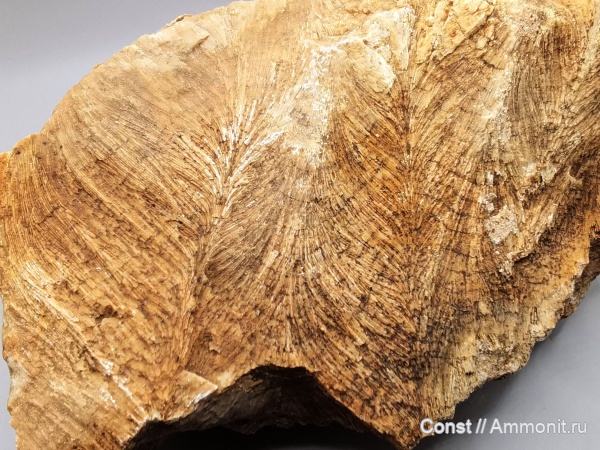 карбон, хететес, Chaetetes