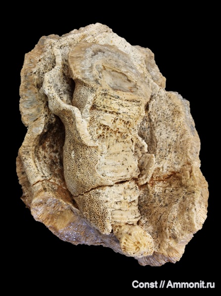 Chaetetes, обрастание, Dibunophyllum