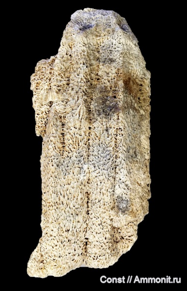 карбон, хететес, Chaetetes