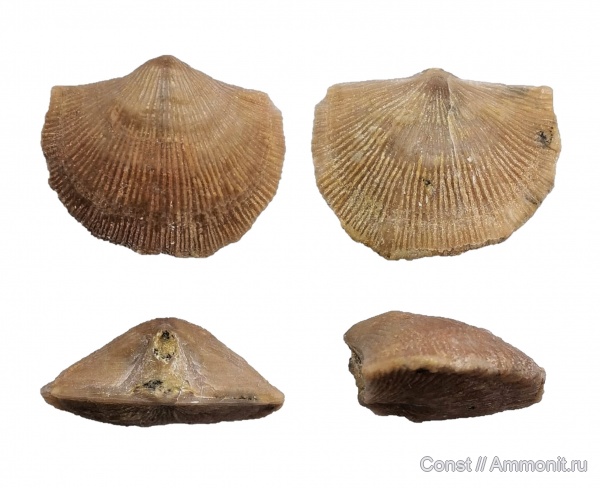 брахиоподы, ордовик