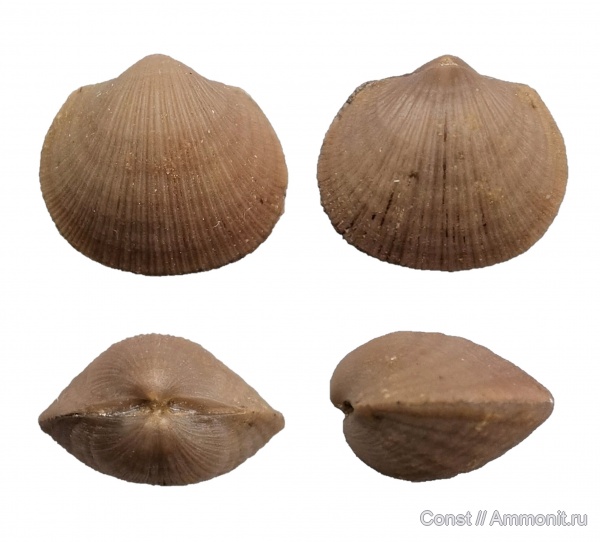 брахиоподы, ордовик, Dalmanelloidea