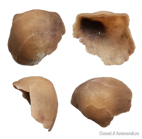 брахиоподы, ордовик, Panderites, Panderites imbrex