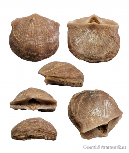 брахиоподы, ордовик