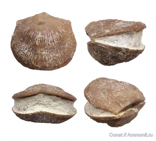 брахиоподы, ордовик