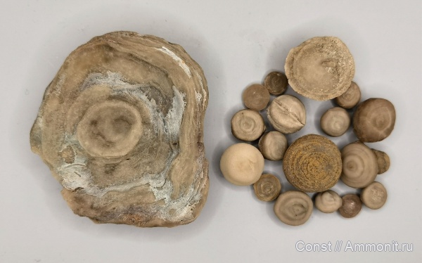 ордовик, мшанки