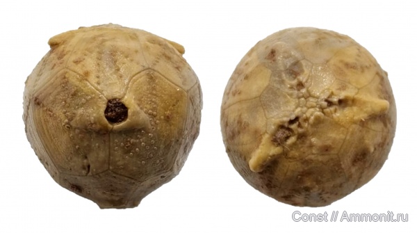 иглокожие, ордовик, Hemicosmites, Cystoidea, Rhombifera, Ordovician