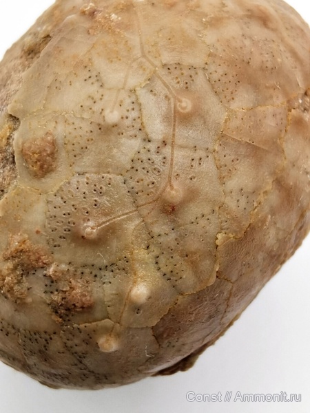 Cystoidea, Diploporita, Glyptosphaerites