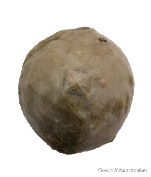 Echinosphaerites, Echinosphaerites aurantium, Cystoidea