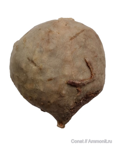 Echinosphaerites, Echinosphaerites aurantium, Cystoidea