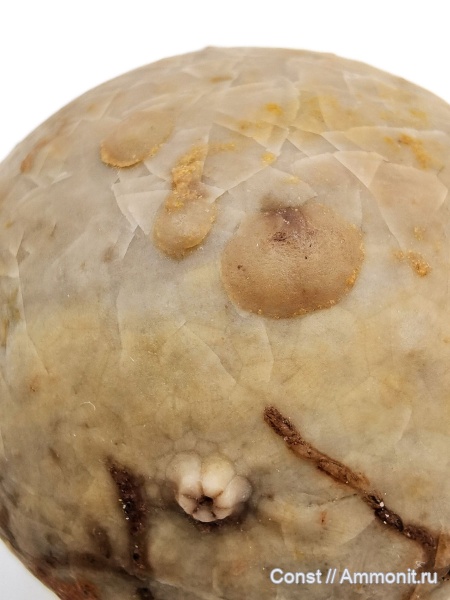 Echinosphaerites, Echinosphaerites aurantium, Cystoidea