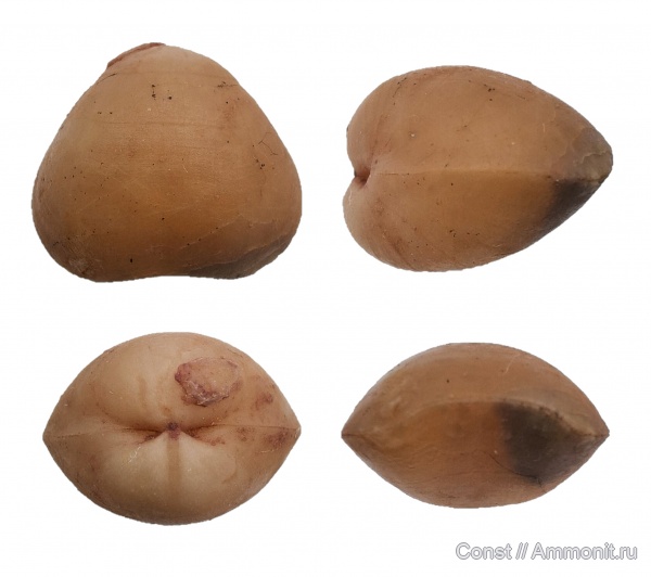 брахиоподы, ордовик, Porambonites