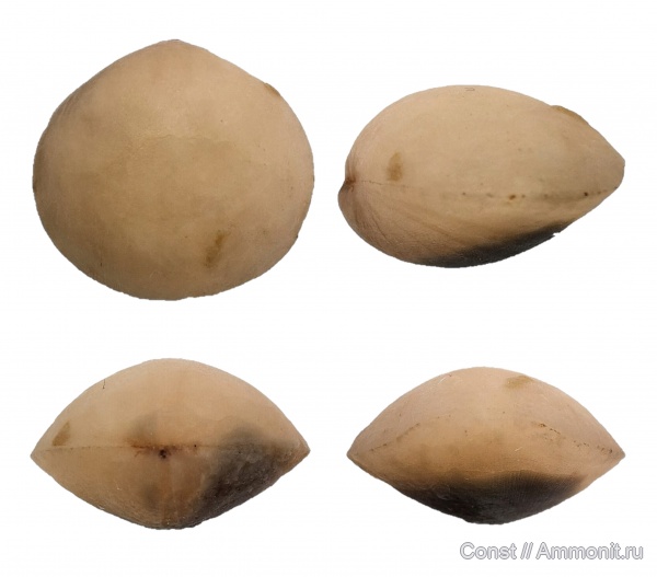 брахиоподы, ордовик, Porambonites