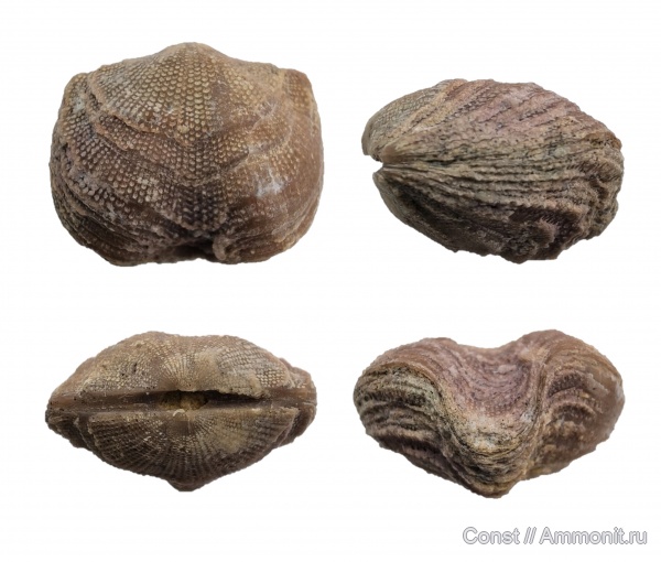 брахиоподы, ордовик, Noetlingia tscheffkini, Noetlingia