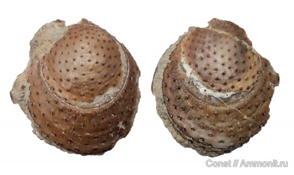 брахиоподы, ордовик, Lingulaformea, Eosiphonotreta verrucosa, Eosiphonotreta