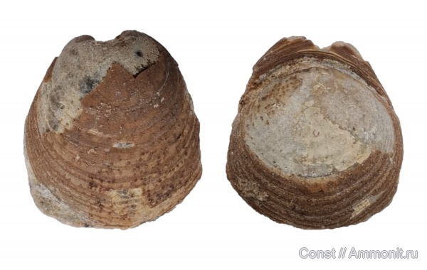 брахиоподы, ордовик, Lingulaformea