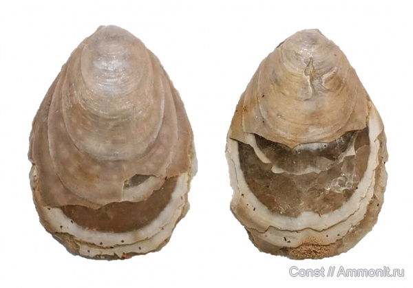 брахиоподы, ордовик, Lingulaformea