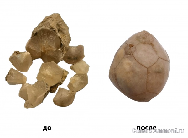 иглокожие, ордовик, эокриноидеи, Cryptocrinites, cryptocrinites laevis, Ordovician
