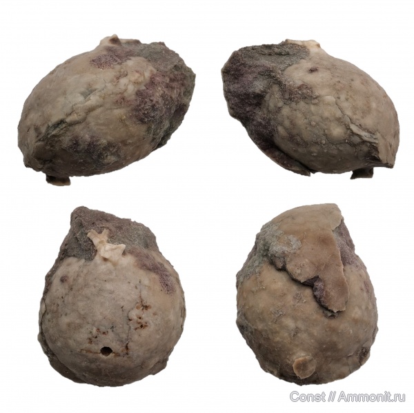 Echinosphaerites, Echinosphaerites aurantium, Cystoidea