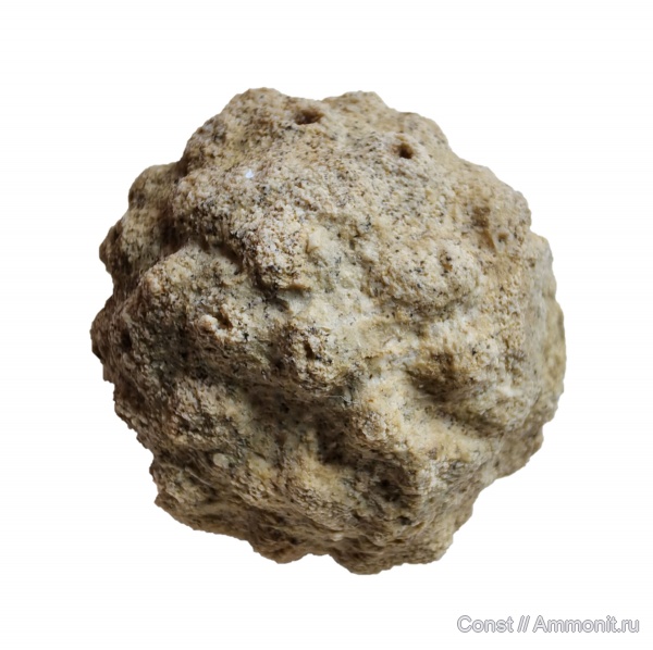 ордовик, губки, Carpospongia, Carpospongia castanea