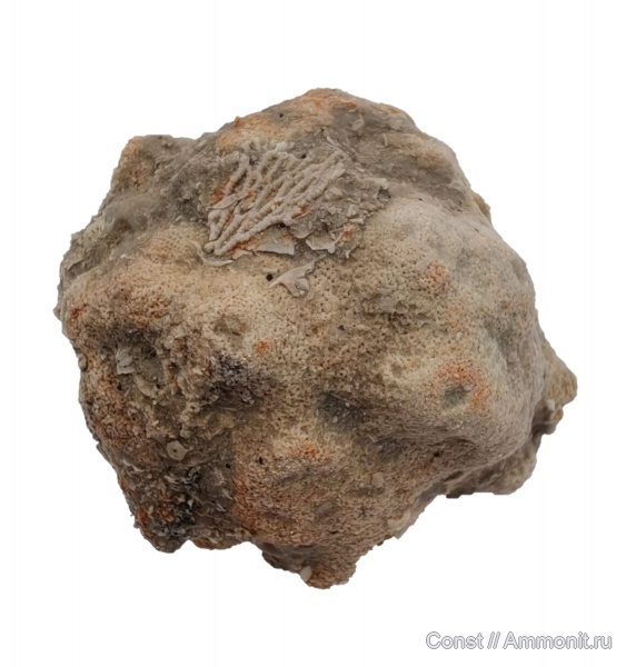 ордовик, губки, Carpospongia, Carpospongia langei