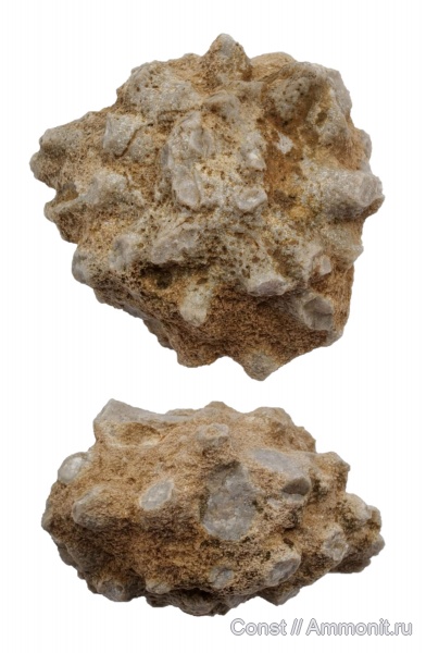 ордовик, губки, Carpospongia