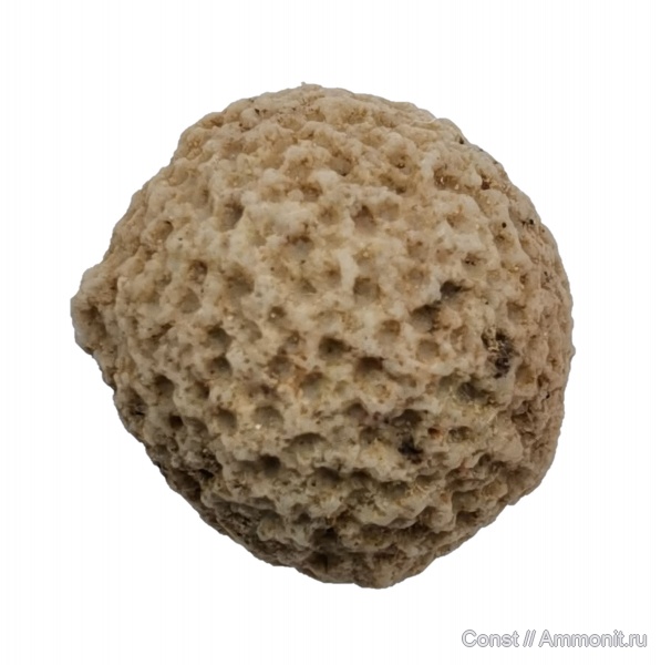 ордовик, губки