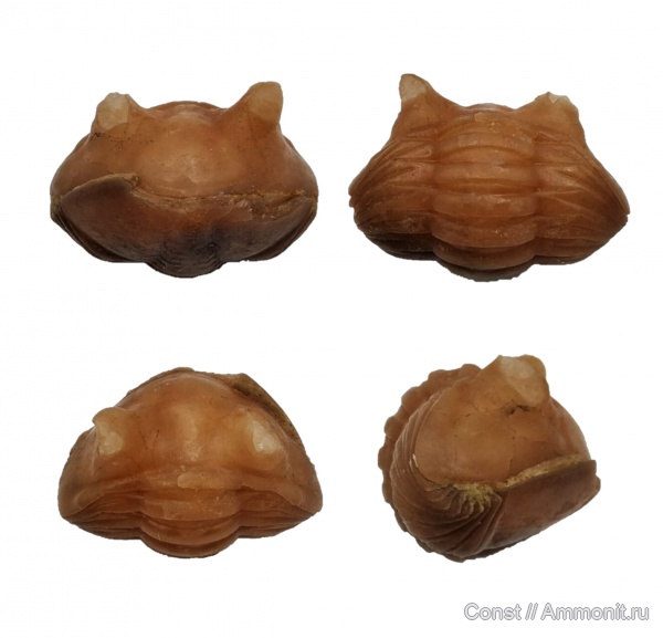 трилобиты, ордовик