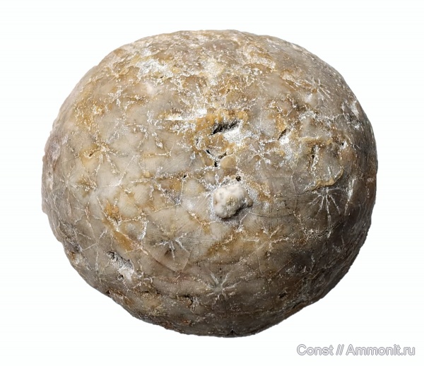 Cystoidea, Heliocrinites, Rhombifera